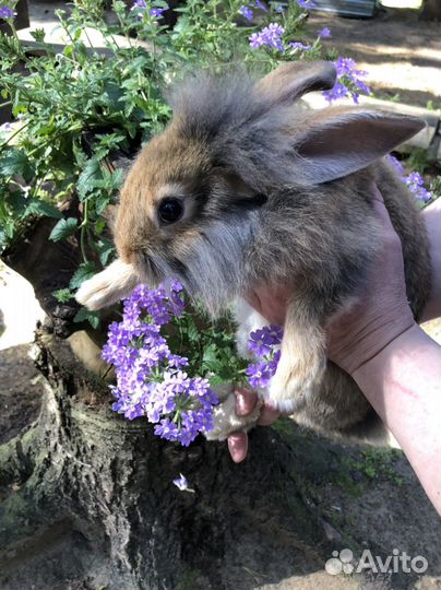 Львиноголовый кролик