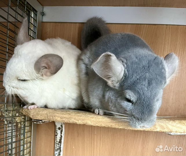 Семейные пары шиншилл для разведения