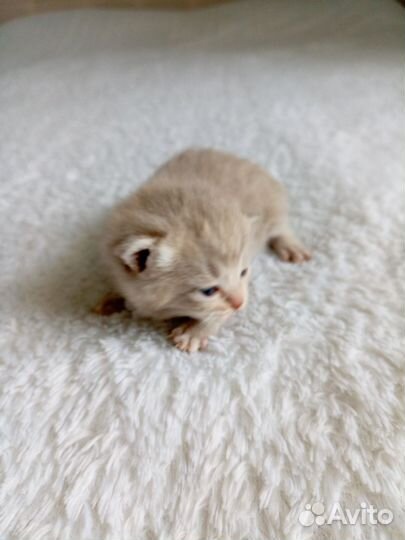 Шотландская вислоухая кошка