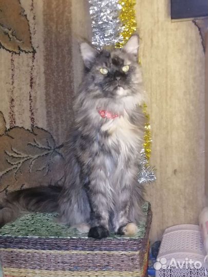 Кошки в добрые руки