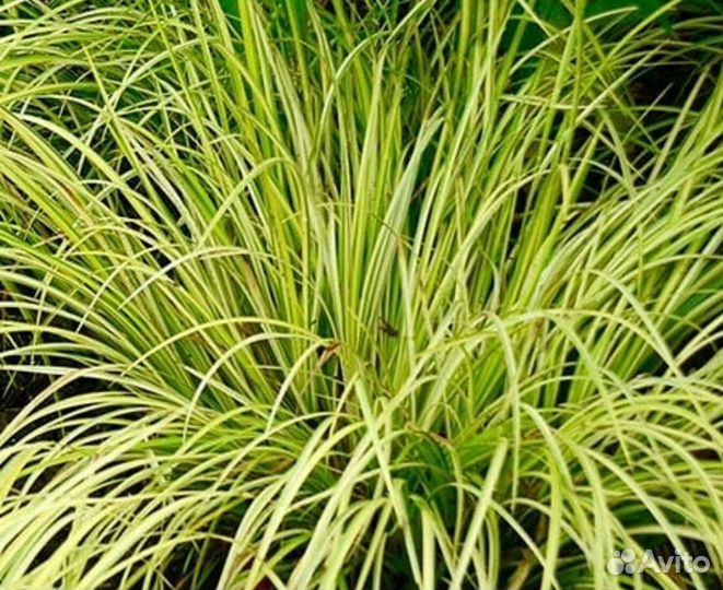 Водные растения