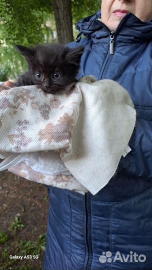 Котята в дар