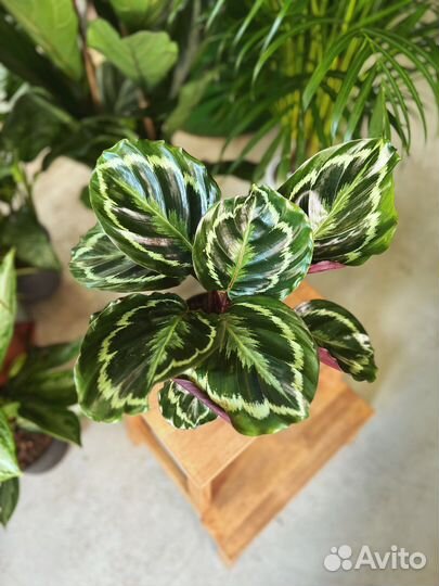 Калатея Медальон