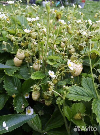 Усы земляники/клубники