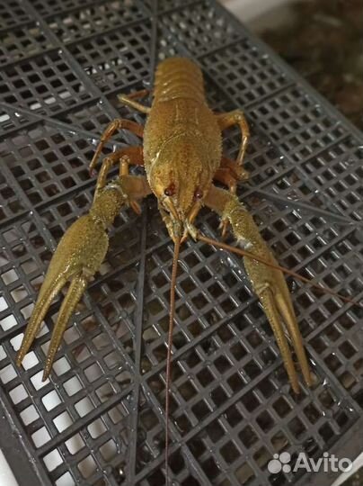 Живые раки, вареные