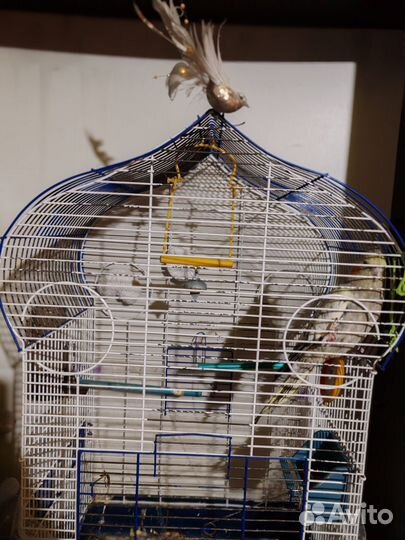 Попугай корелла девочка