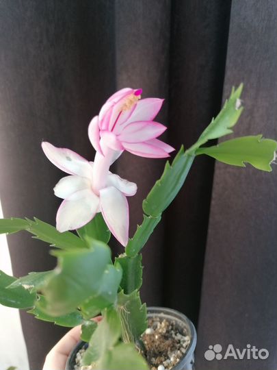 Декабрист шлюмбергера