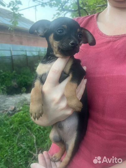 Щенки той - терьер мини