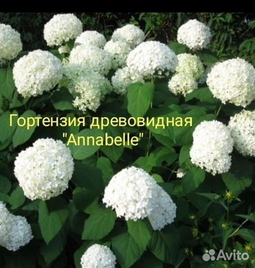Гортензия