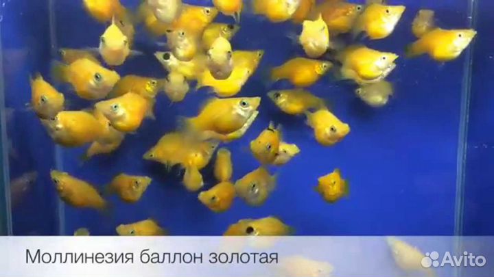 Моллинезия баллон. Живородки. Компрессор. Коряга