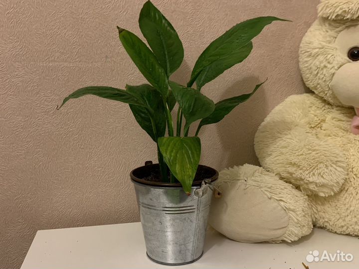 Спатифиллум