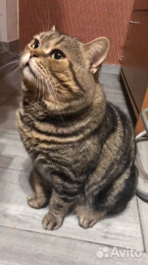 Ищем вислоухую невесту (вязка,случка)