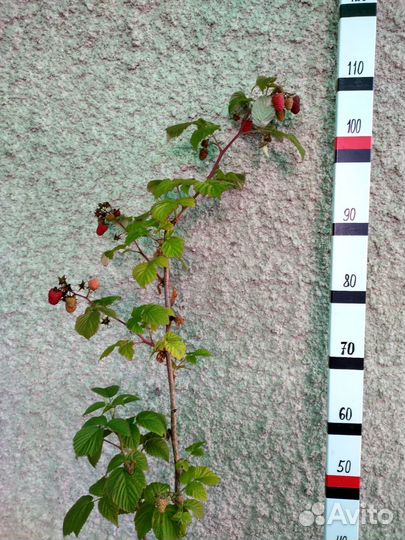 Малина Гусар