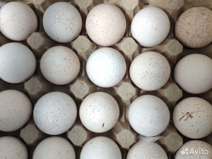 Инкубационное яйцо бройлера, индейки и уток