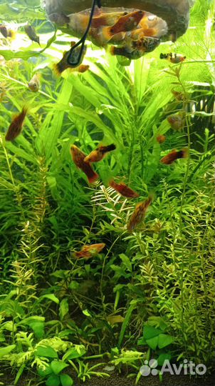 Аквариумные растения прополка