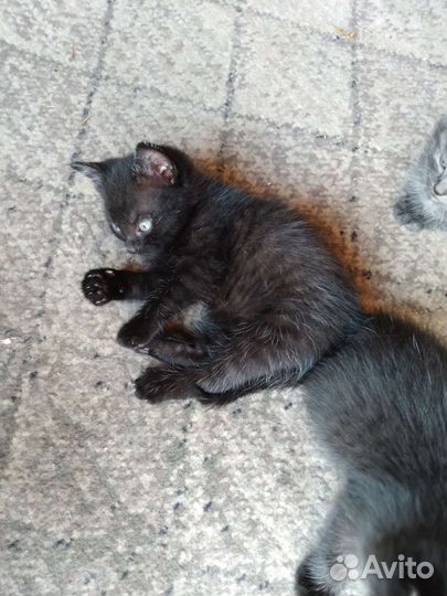 Кошка в дар бесплатно