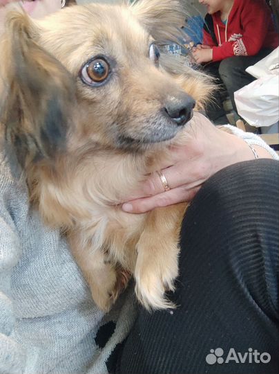 Щенята мелкой породы