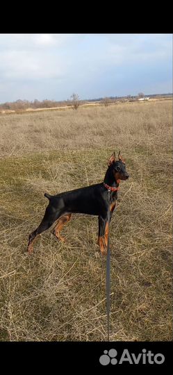 Щенки добермана