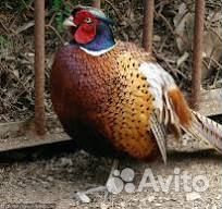 Инкубационное яйцо охотничьего и румынского фазано