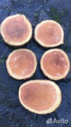 Торцевые спилы акация красная