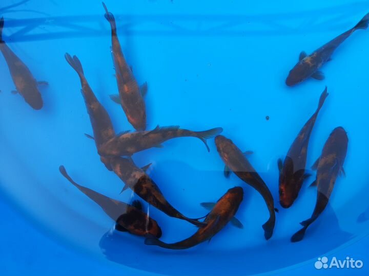 Карп кои породы Хи Уцури