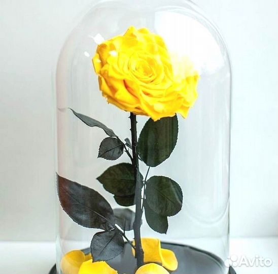 Роза в колбе. Живая