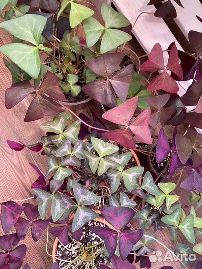 Кислица Оксалис