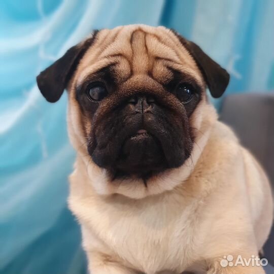 Щенок мопс (девочка)