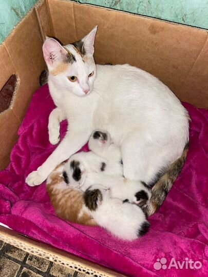 Кошка и котята