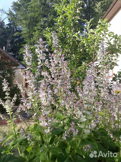 Шалфей мускатный