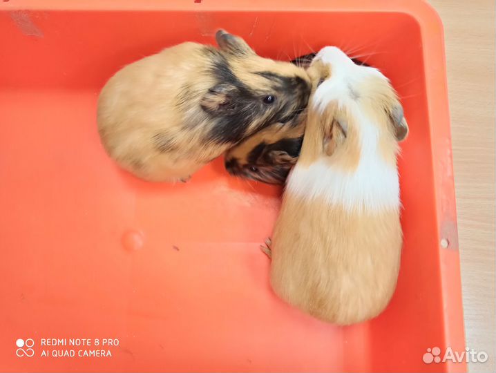 Морские свинки