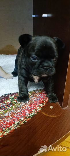 Французский бульдог