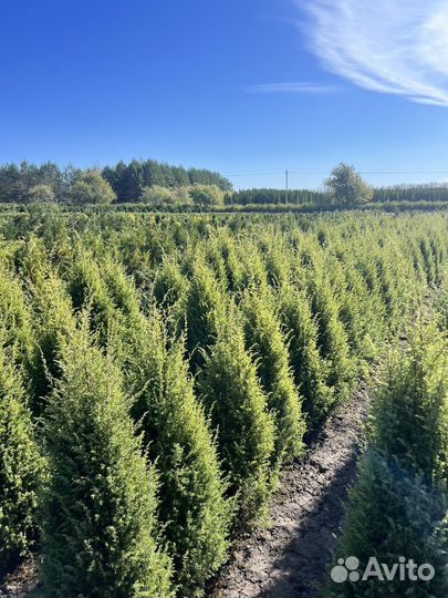 Можжевельник “Скайрокет” гарантией приживаемости