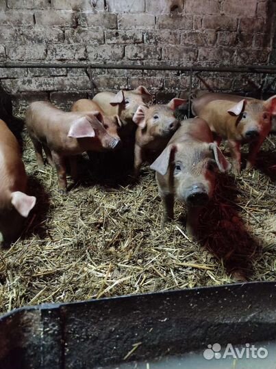 Поросята 