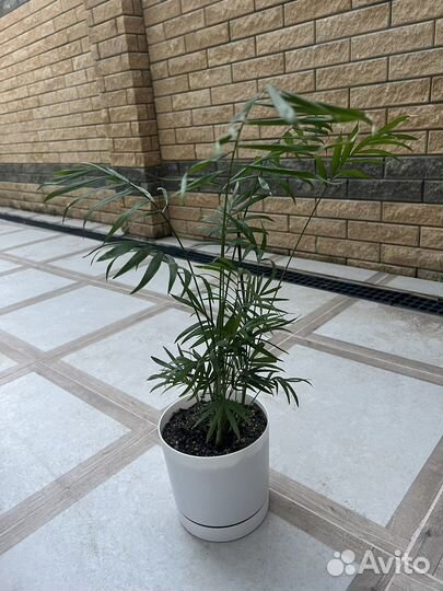 Продам комнатные растения