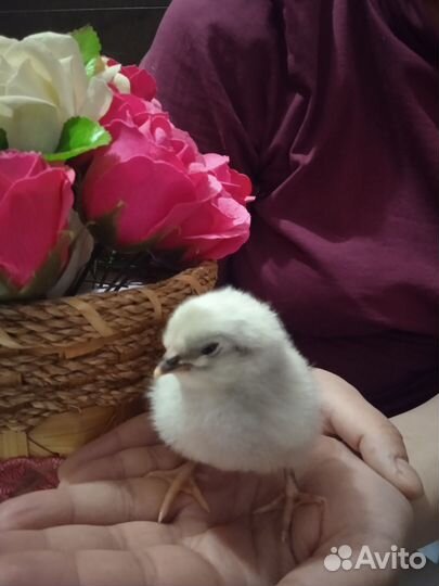 Цыплята Орпинктон разных окрасов