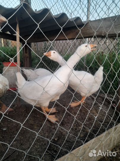 Гуси на племя