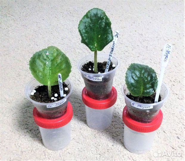 Сортовые фиалки набор 3 вида