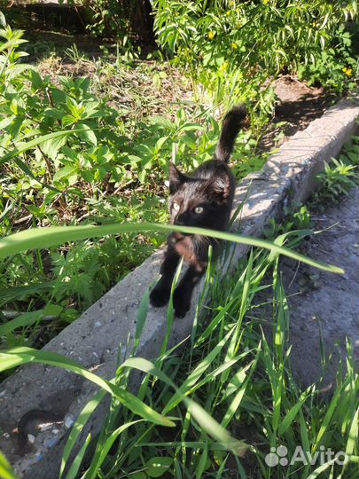 Котята