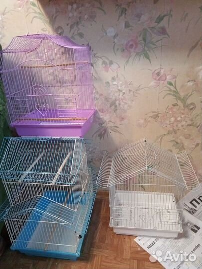 Птенцы волнистый попугай