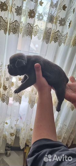 Франзуский бульдог