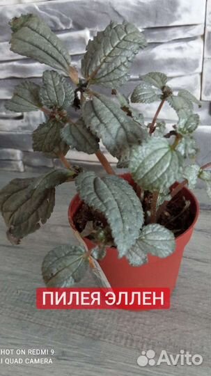 Комнатные цветы