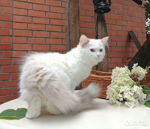 Клубная девочка рэгдолл от Чемпионов