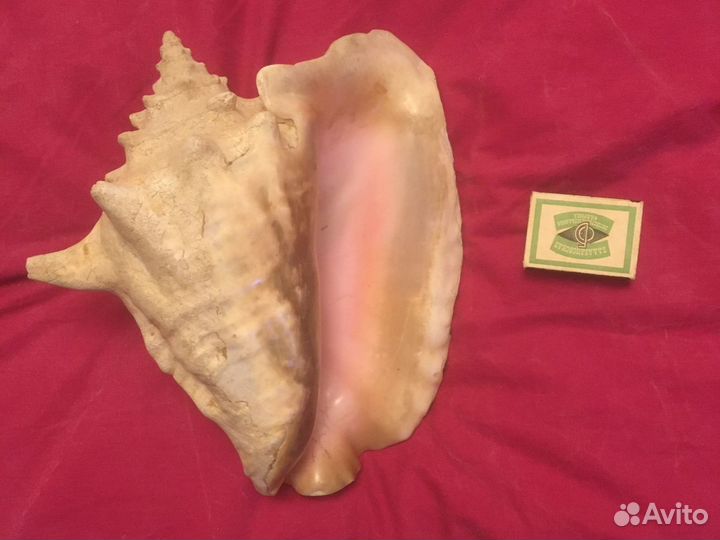 Ракушка интерьерная