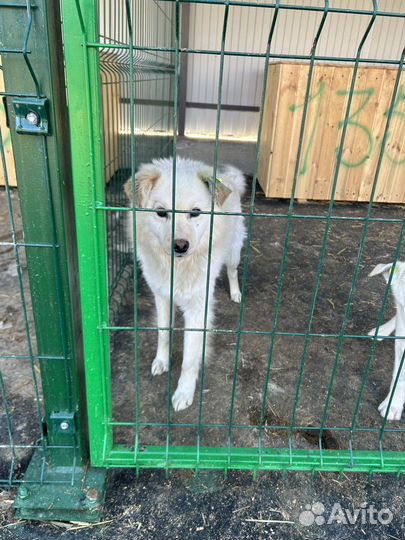 Метисы японского шпица в поисках дома