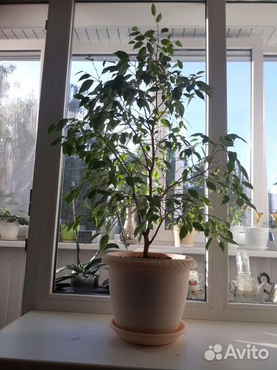 Фикус большой