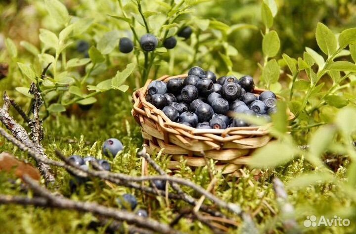 Черника свежая