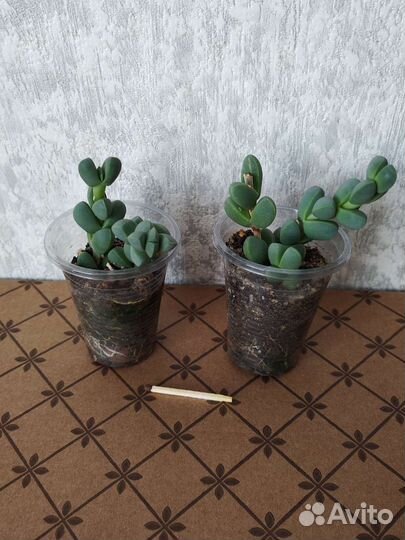 Суккуленты