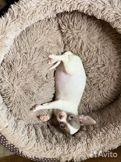 Милашка минюшка