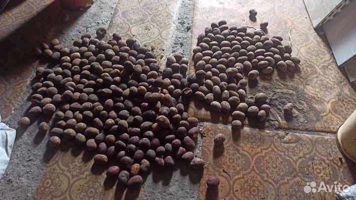 Картофель отборный